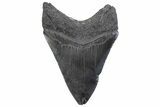 Fossil Megalodon Tooth - South Carolina #371854-1